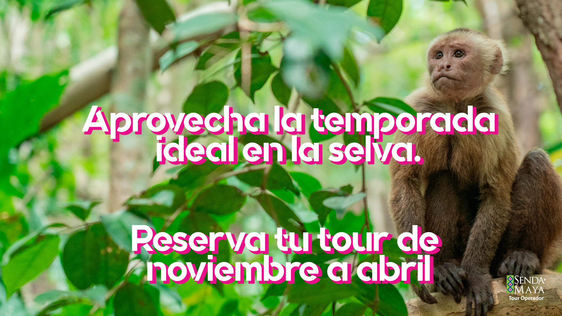Conoce nuestros tours de aventura por chiapas y la selva lacandona de senda maya 2026