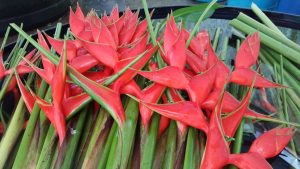 Super Tour CHIAPAS - AROMA DE CAFÉ- Conoce la ruta del café en chiapas