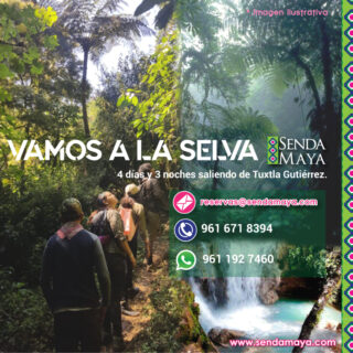 ¡VAMOS A LA SELVA!: Tour en la Selva Lacandona