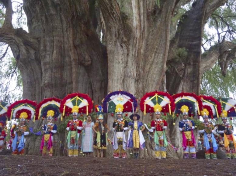 ÁRBOL DEL TULE