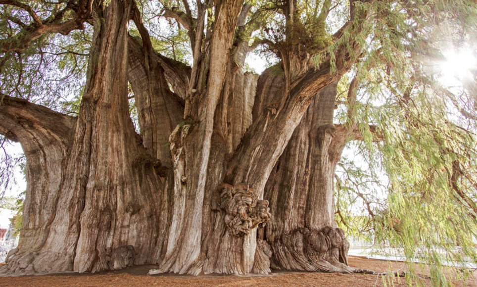 ÁRBOL DEL TULE