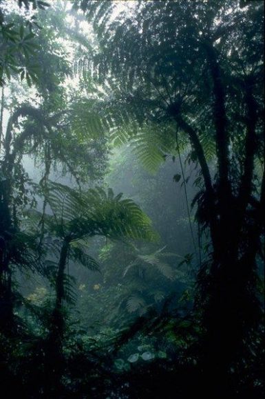 recuperación de recursos naturales en chiapas