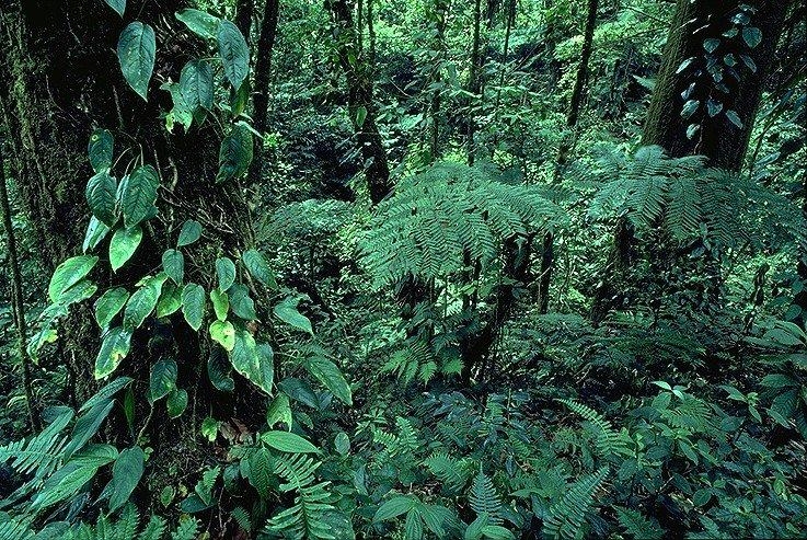 la reserva el triunfo es un lugar único, senda maya apoya esta causa