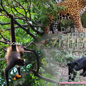 visita Tuxtla gutierrez Chiapas zoologico, ZOOLÓGICO MANUEL ÁLVAREZ DEL TORO