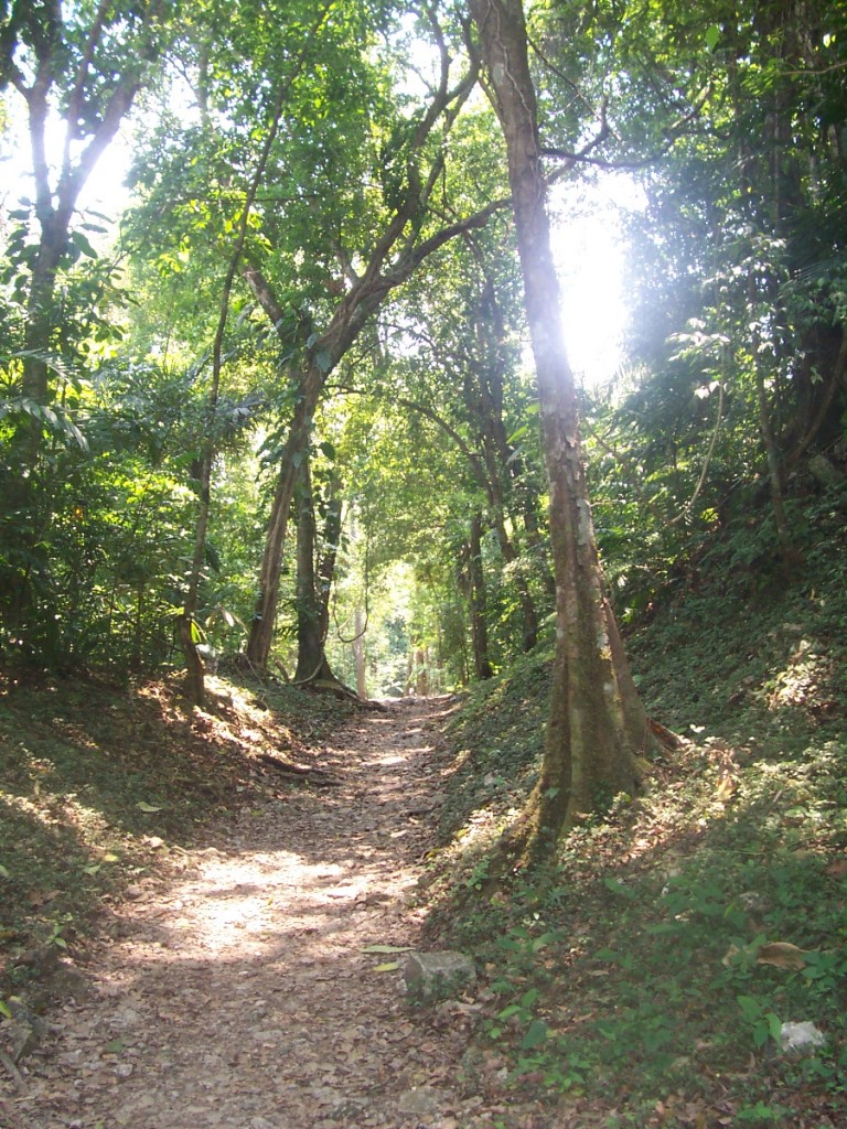 la selva de chiapas